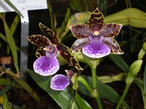 orchids_blog2