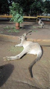 Kangaroo_lying